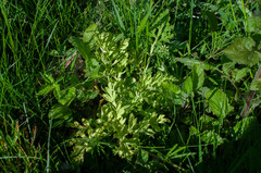 Peronospora arborescens