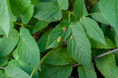 Puccinia aegopodii