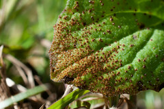 Puccinia lapsanae
