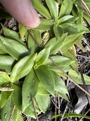 Carphephorus carnosus