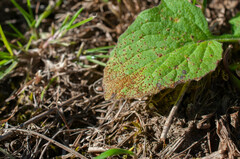 Puccinia lapsanae