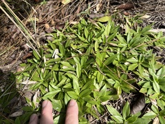 Carphephorus carnosus