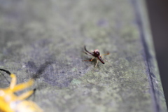 Viciria pavesii