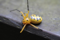 Platythomisus octomaculatus