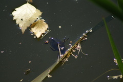 Dytiscus marginalis