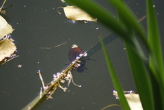 Dytiscus marginalis