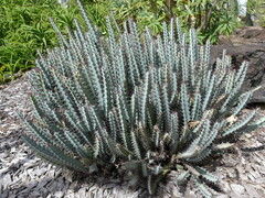 Euphorbia greenwayi