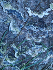 Auricularia mesenterica