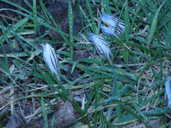 Crocus biflorus