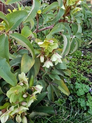 Helleborus lividus