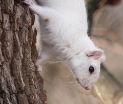 Sciurus carolinensis