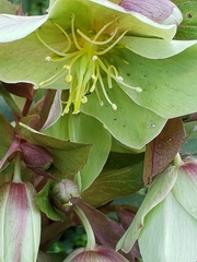 Helleborus lividus