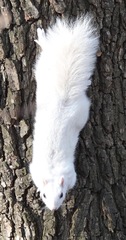 Sciurus carolinensis