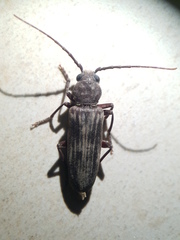 Arhopalus ferus