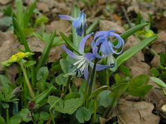 Scilla rosenii