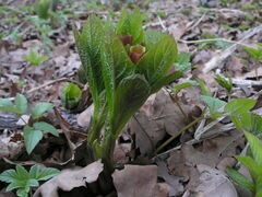 Scopolia carniolica