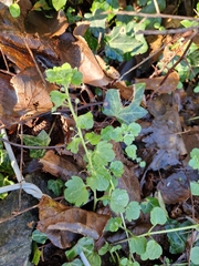 Veronica hederifolia-sublobata-triloba