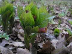 Scopolia carniolica