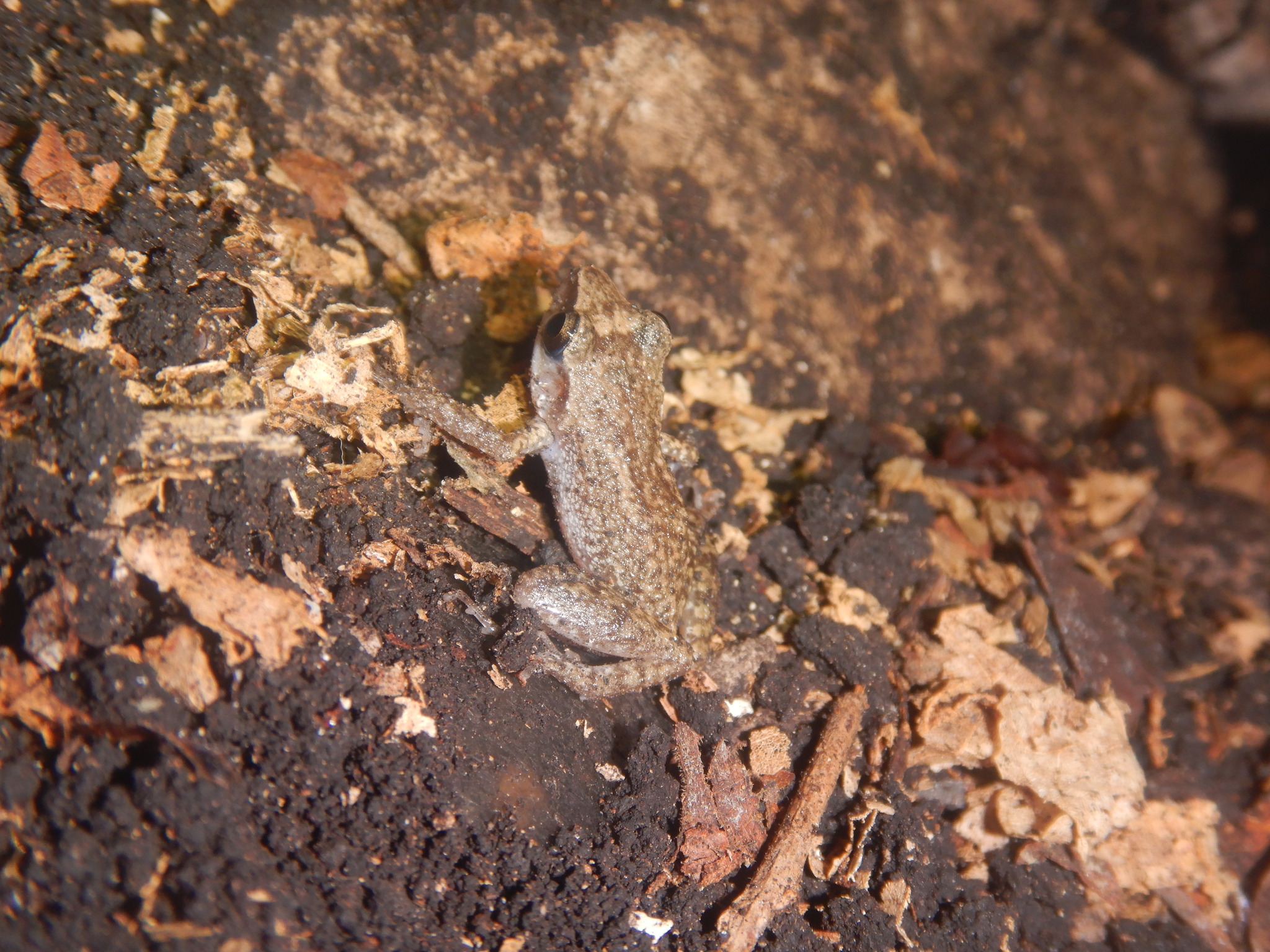 Eleutherodactylus cystignathoides (Cope, 1877)