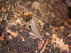 Eleutherodactylus cystignathoides