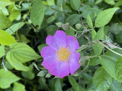 Rosa setigera