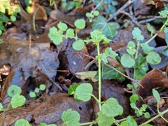 Veronica hederifolia-sublobata-triloba