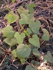 Ipomoea indica
