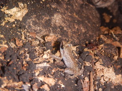 Eleutherodactylus cystignathoides