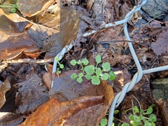 Veronica hederifolia-sublobata-triloba