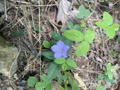 Ruellia caroliniensis