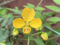 Senna clavigera