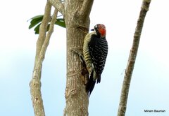 Melanerpes pucherani