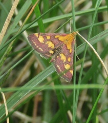 Pyrausta purpuralis