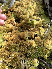 Sphagnum perichaetiale