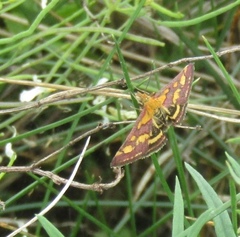 Pyrausta purpuralis
