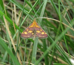 Pyrausta purpuralis