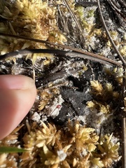 Sphagnum perichaetiale