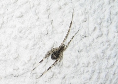 Episinus