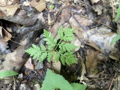 Botrypus virginianus