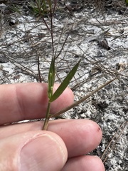 Dichanthelium patentifolium