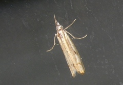 Agriphila geniculea
