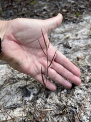 Dichanthelium patentifolium