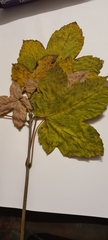 Acer pseudoplatanus