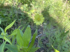 Pyrrhopappus carolinianus