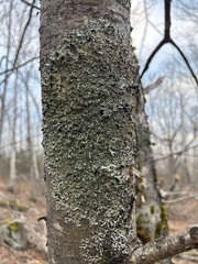 Ricasolia quercizans