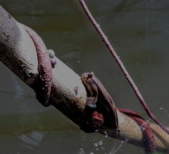 Periophthalmodon schlosseri