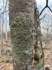 Ricasolia quercizans