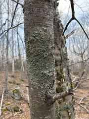 Ricasolia quercizans