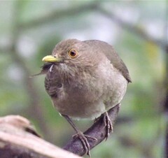 Turdus maculirostris