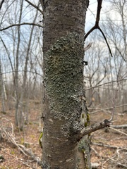 Ricasolia quercizans